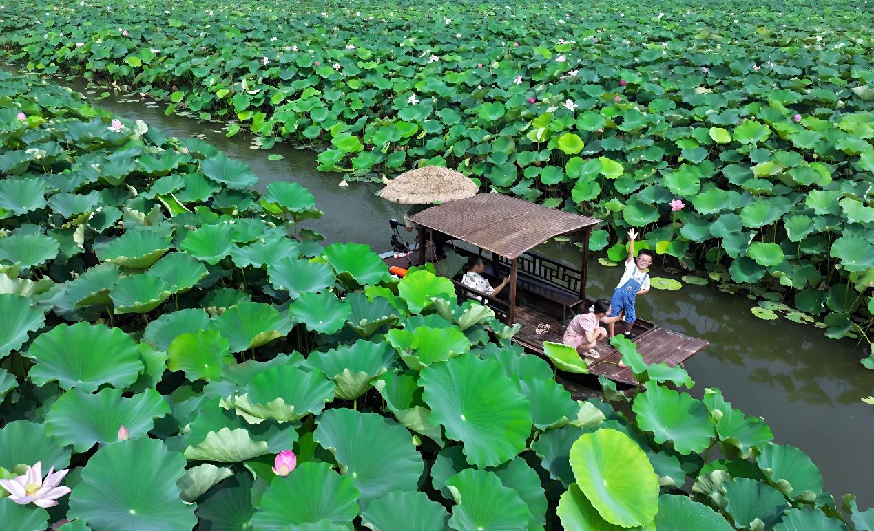 肥西县丰乐镇：“荷塘经济”绽放乡村振兴新魅力